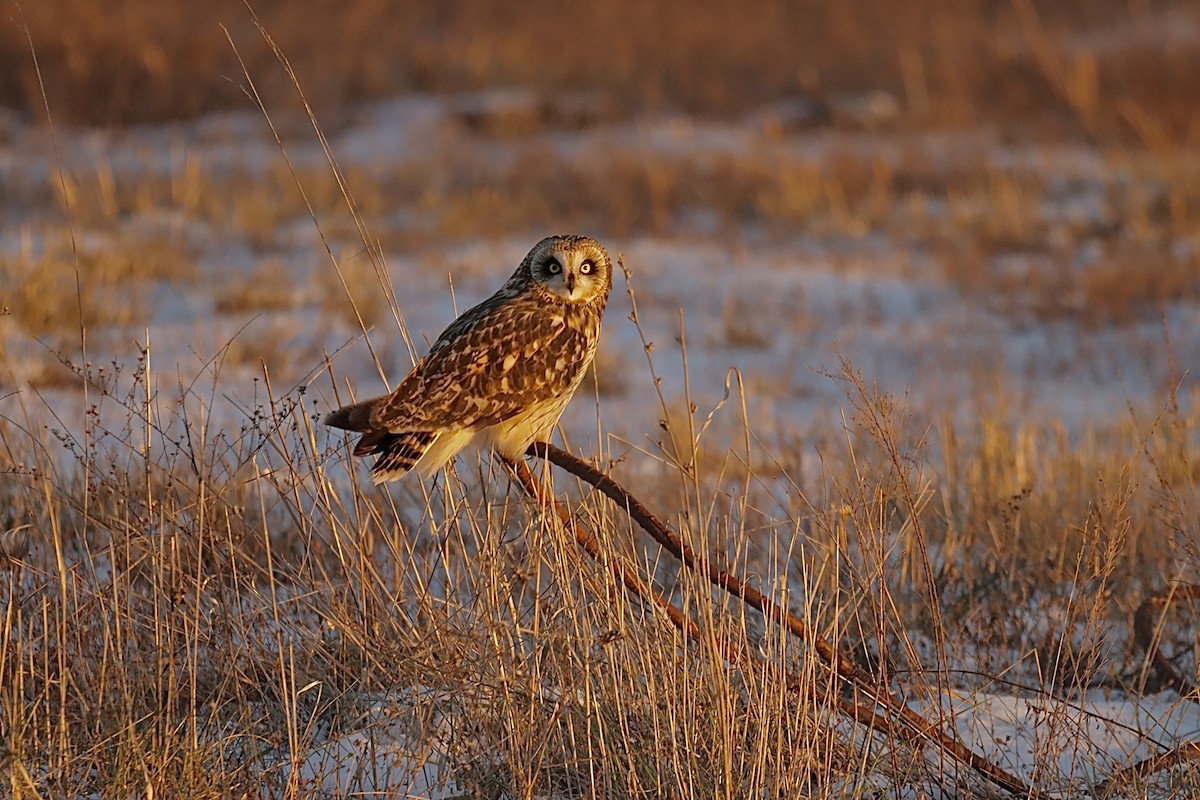 Short-eared Owl - ML647063022