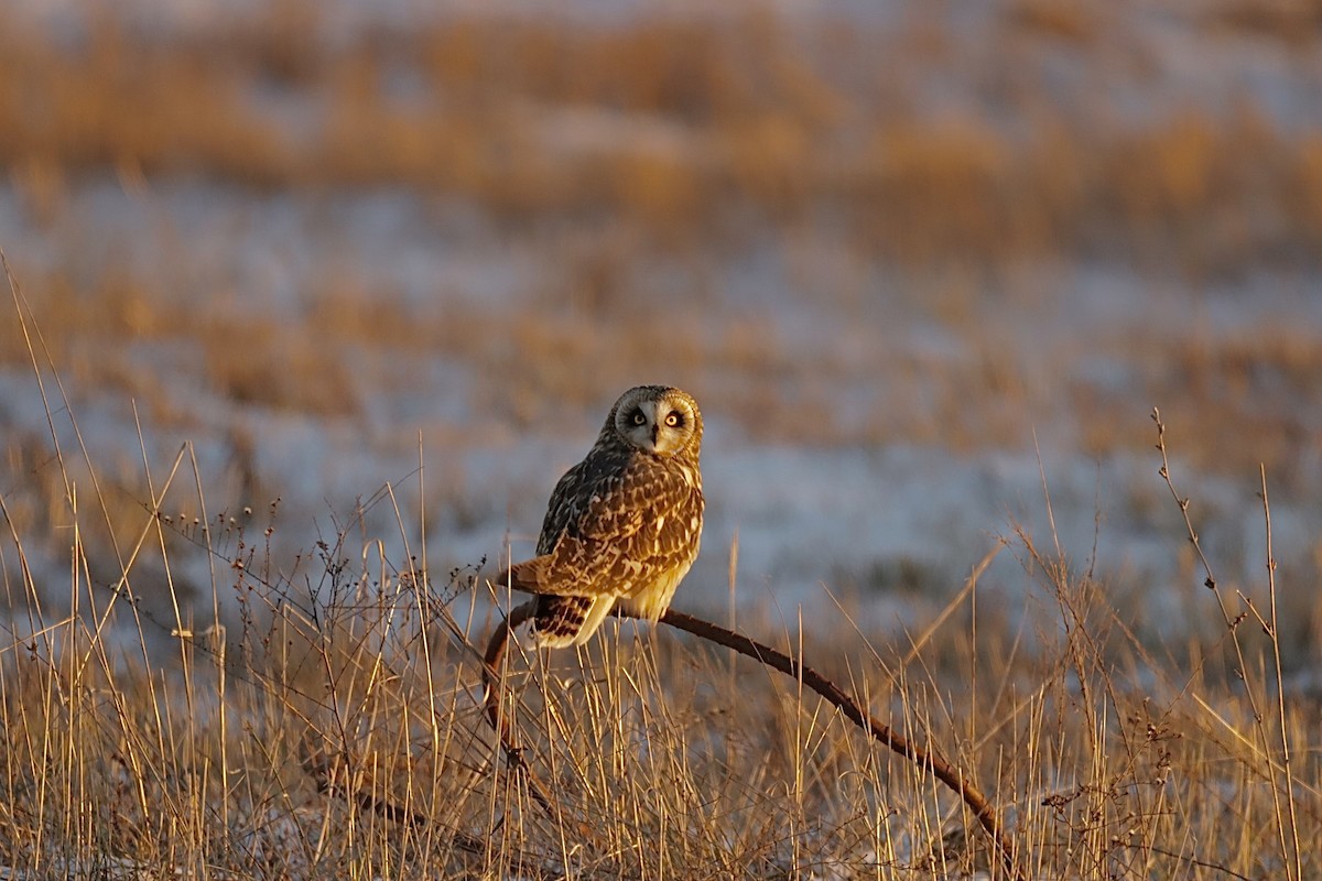 Short-eared Owl - ML647063023