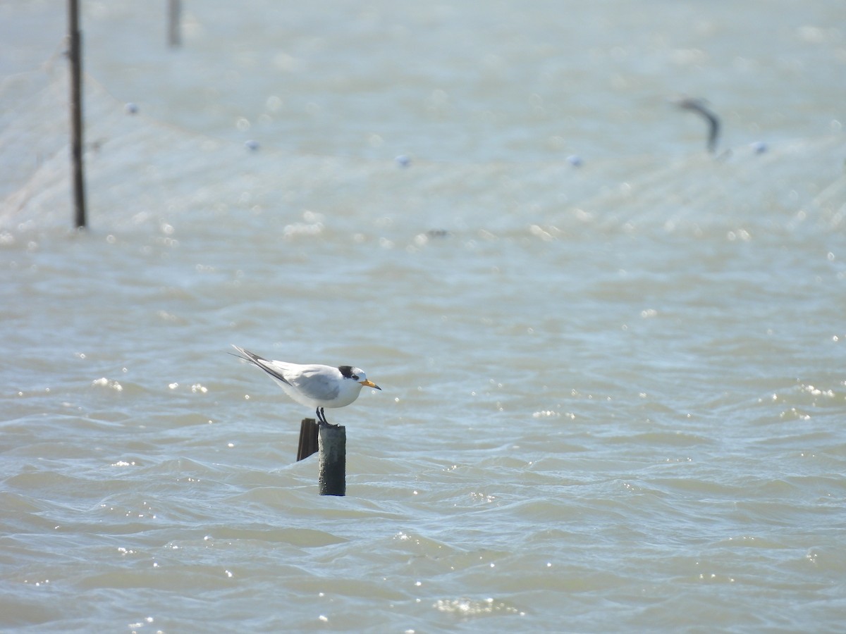 Chinese Crested Tern - ML647063025