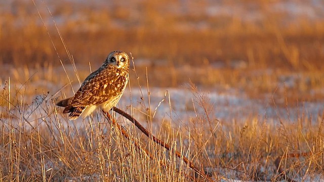 Болотная сова - ML647063027