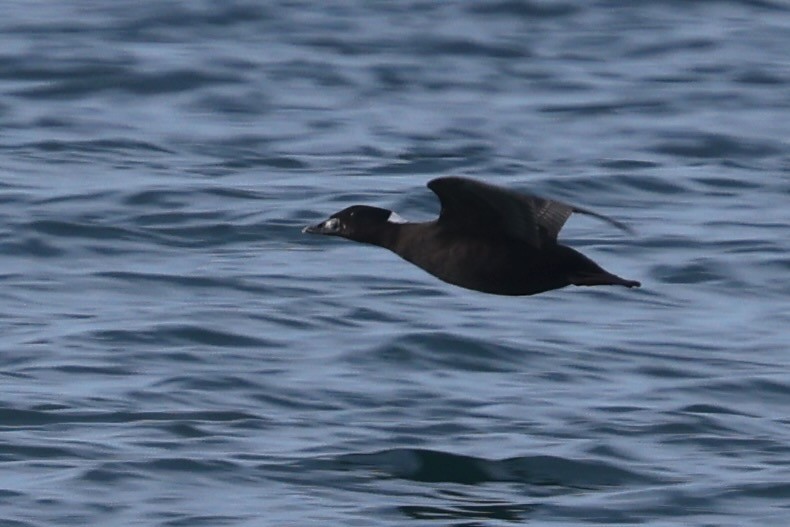 brilleand - ML647063034