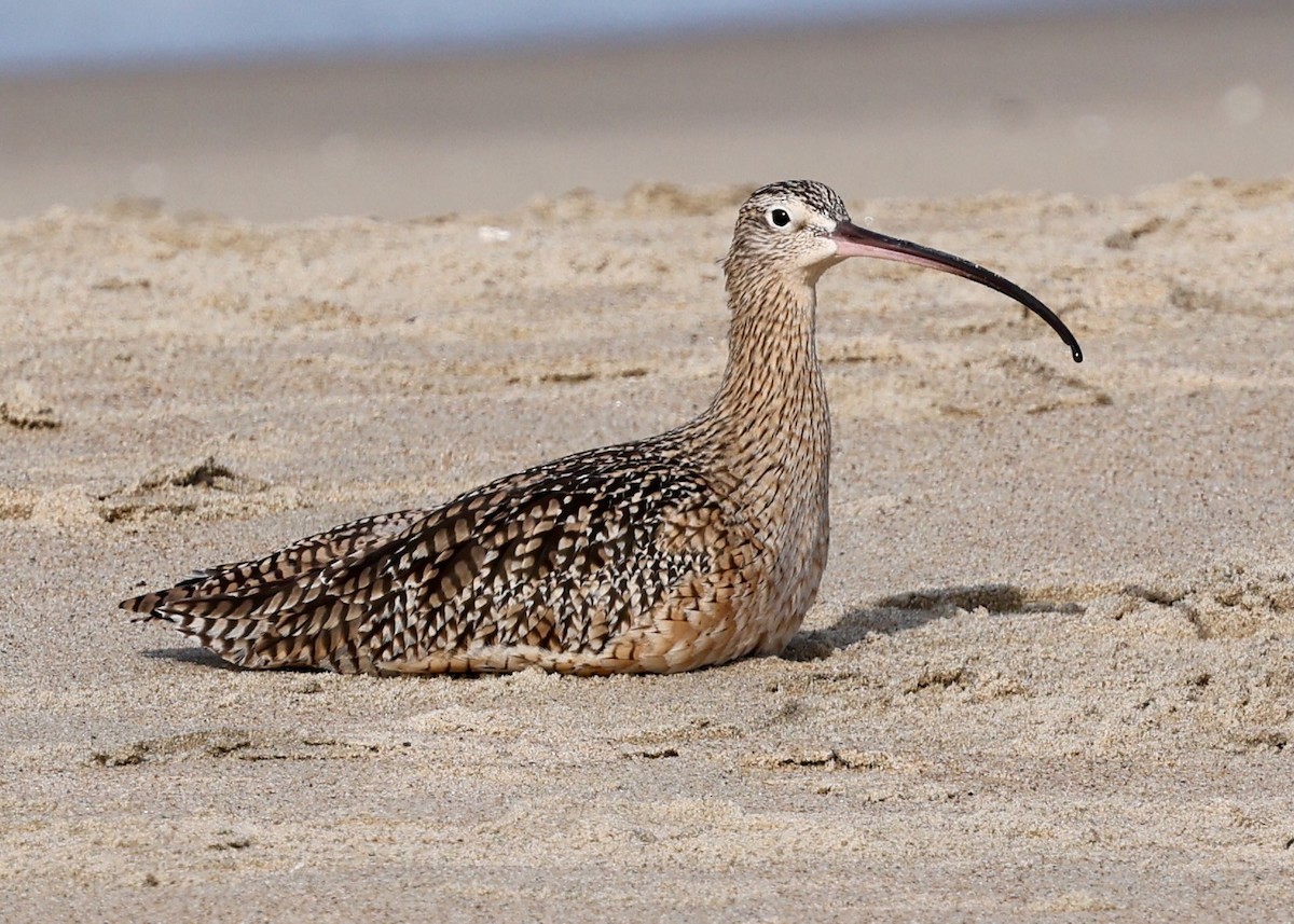 Кульон американський - ML647063042