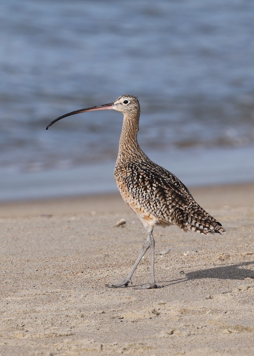 Кульон американський - ML647063043