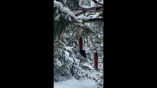 Канадский поползень - ML647063055