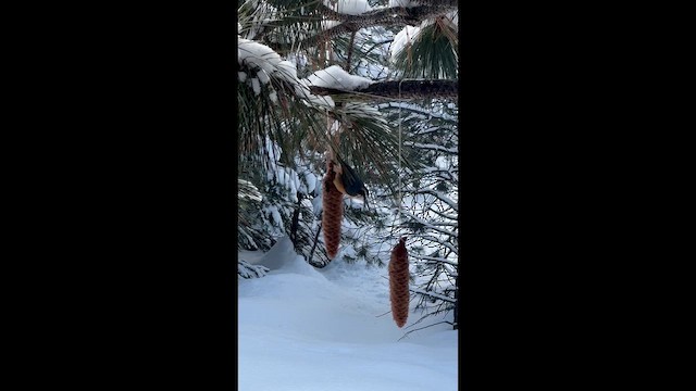 Канадский поползень - ML647063059