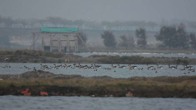 Тундровый гуменник - ML647063067