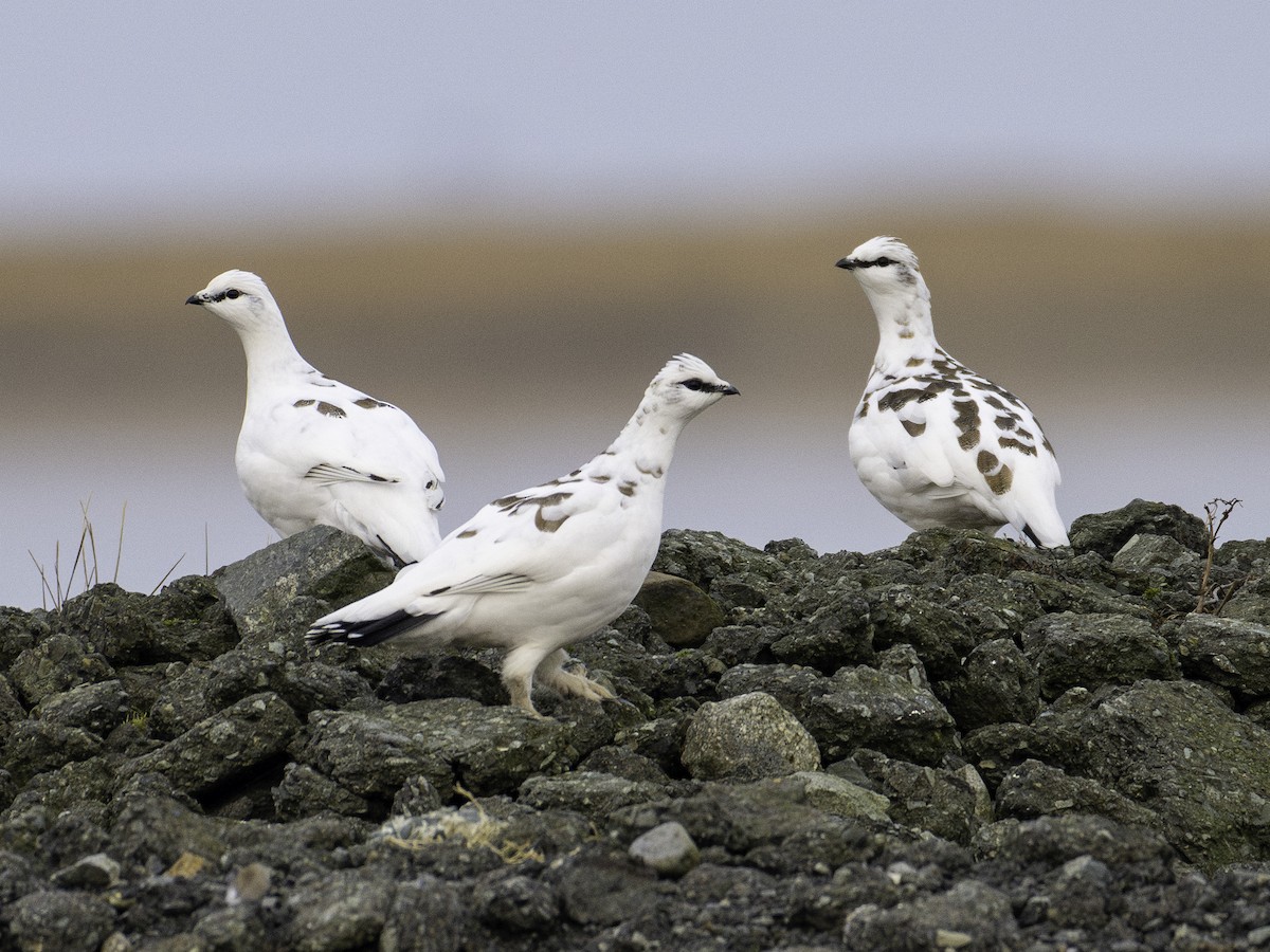 Тундровая куропатка - ML647063071