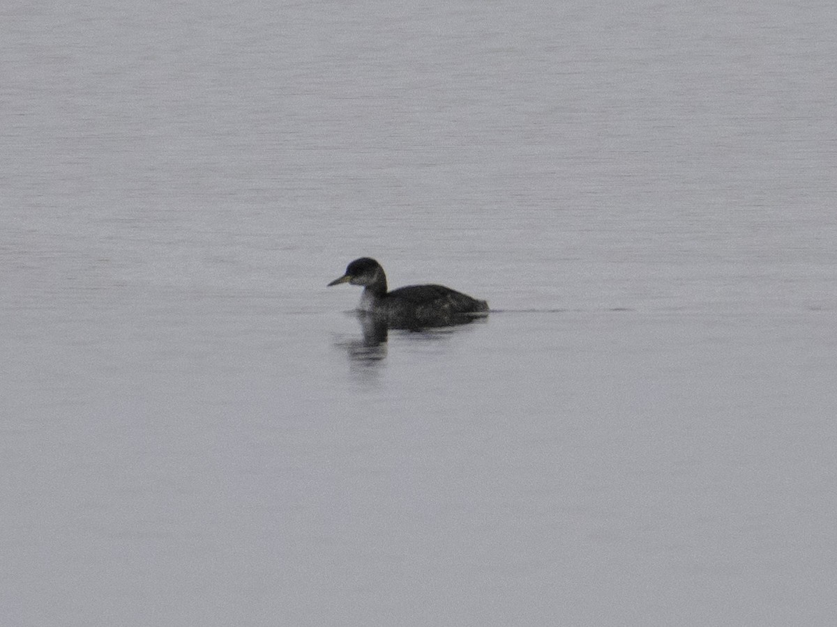 Somormujo Cuellirrojo - ML647063073