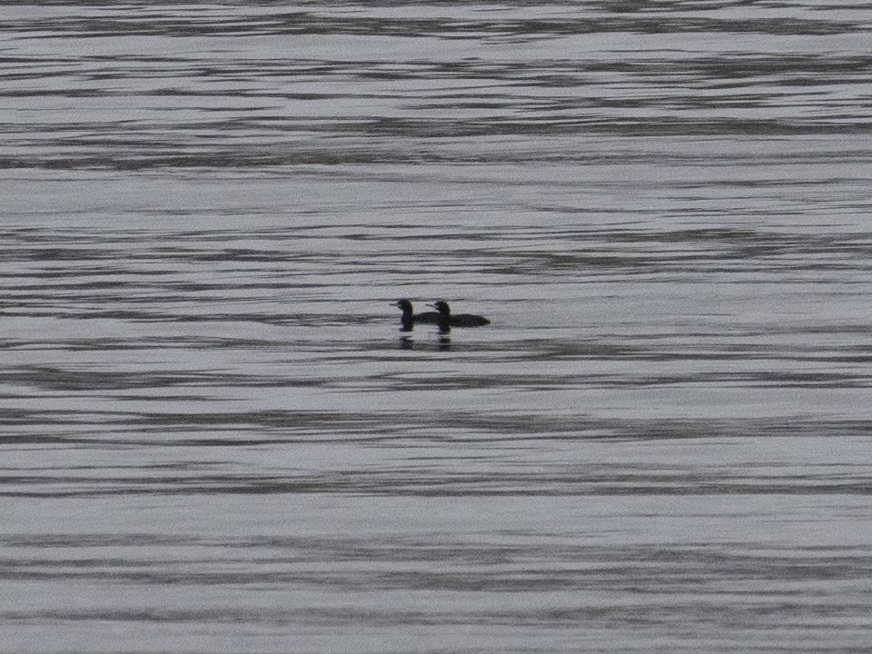 Red-faced Cormorant - ML647063087