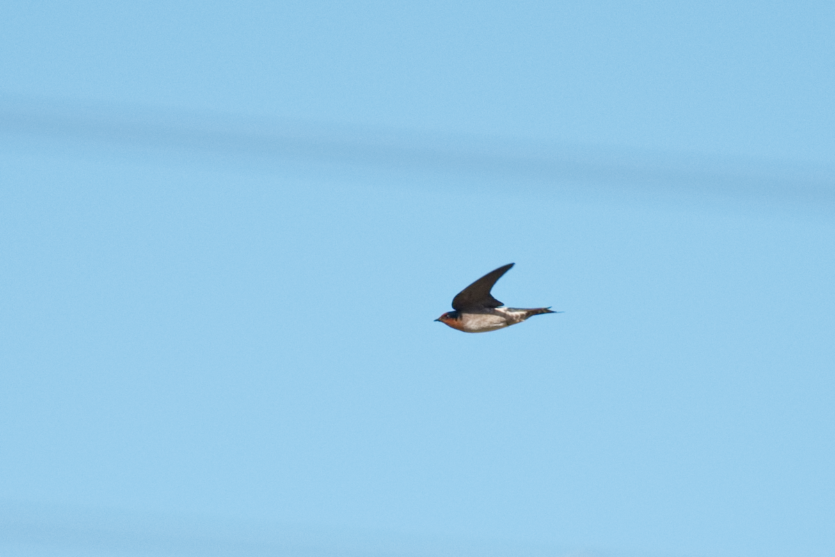 vlaštovka pacifická - ML647063088