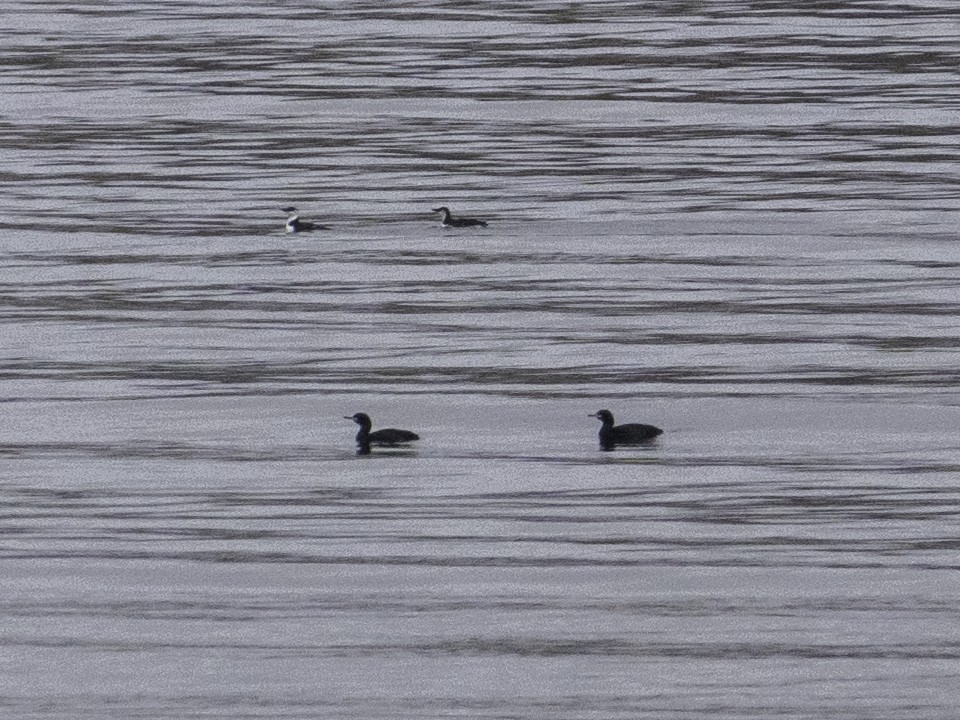 Red-faced Cormorant - ML647063089