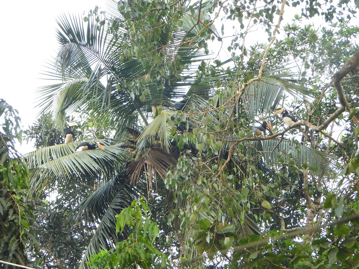 Malabar Pied-Hornbill - ML647063097
