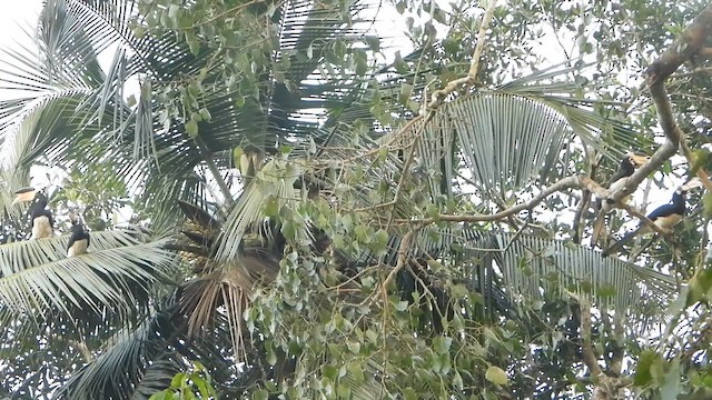 Индийская птица-носорог - ML647063104