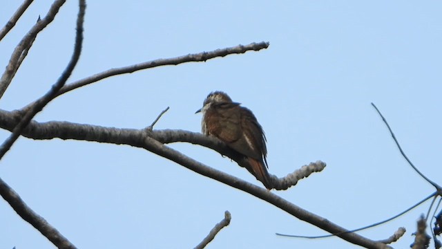 Полосатая кукушка - ML647063111