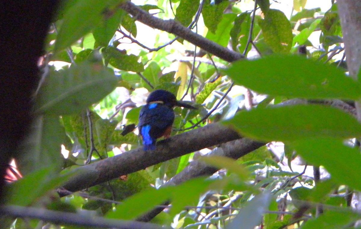 Blue-eared Kingfisher - ML647063121