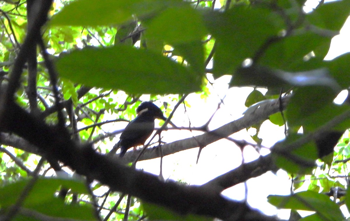 Blue-eared Kingfisher - ML647063122