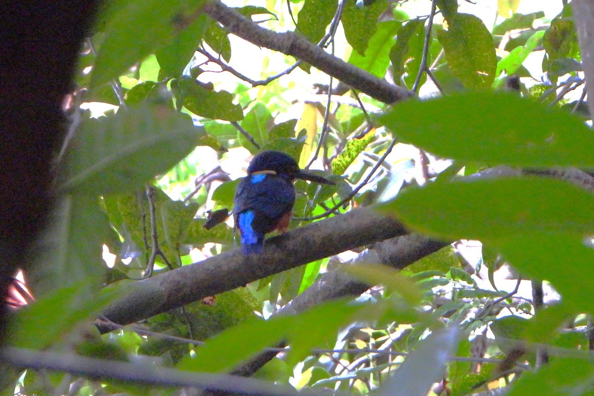 Blue-eared Kingfisher - ML647063123