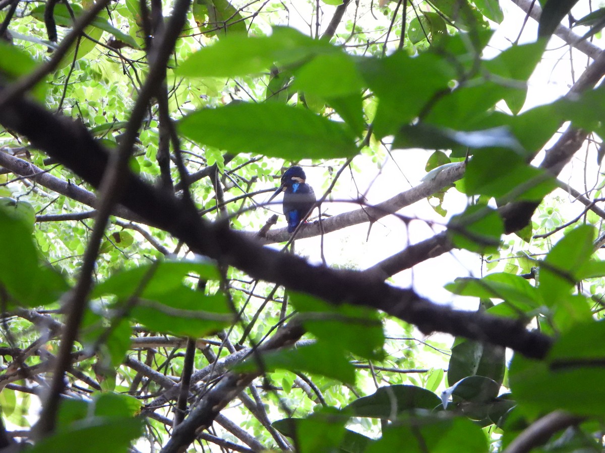 Blue-eared Kingfisher - ML647063124