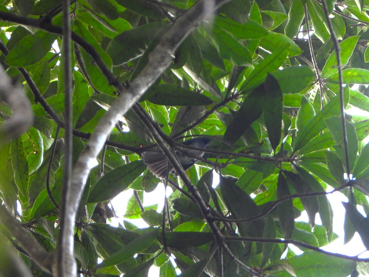 Black-naped Monarch - ML647063132