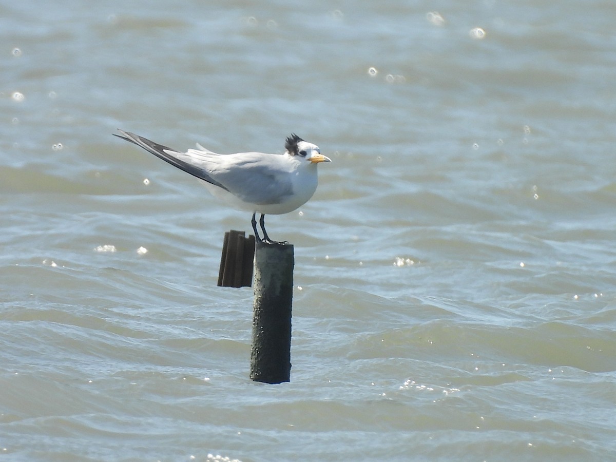 Chinese Crested Tern - ML647063137