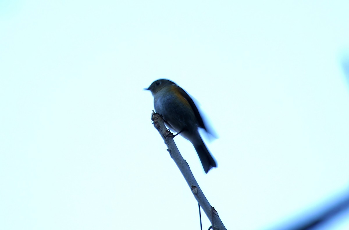 himalayablåstjert - ML647063143