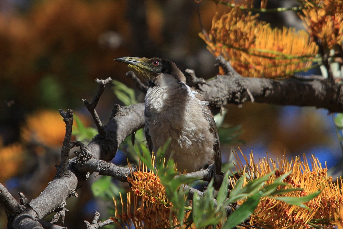 Noisy Friarbird - ML647063152