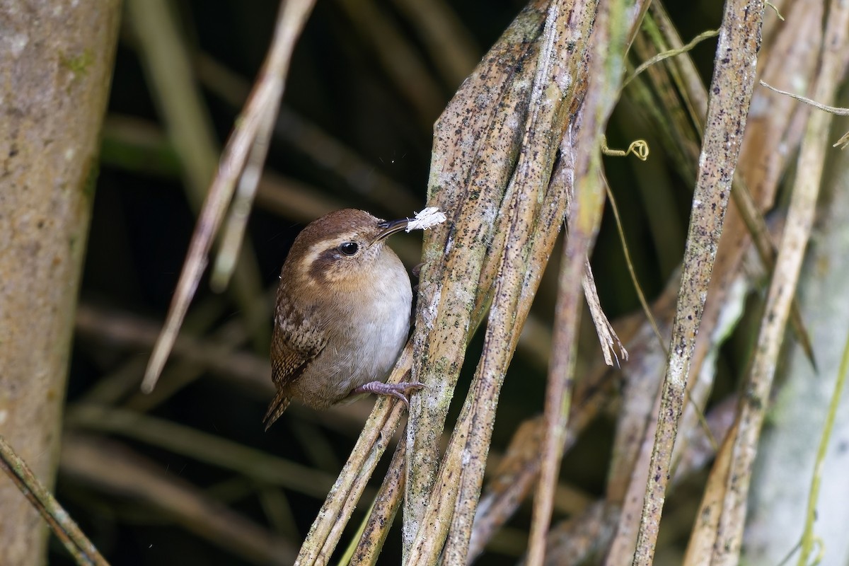 Волоочко гірське - ML647063154