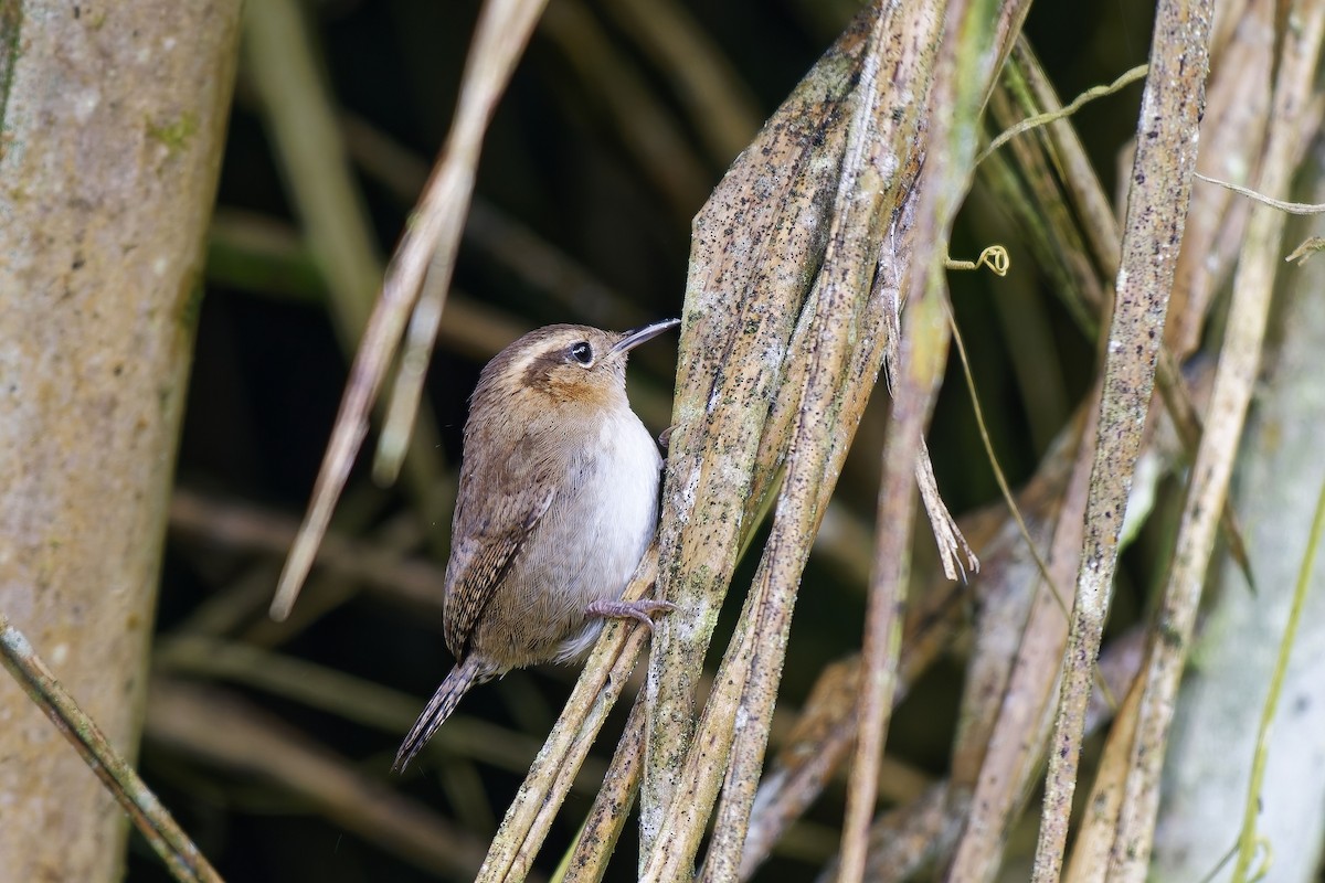 Волоочко гірське - ML647063155