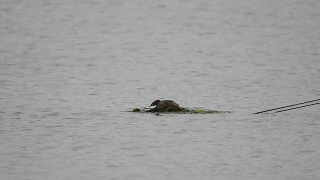 Малая поганка - ML647063156