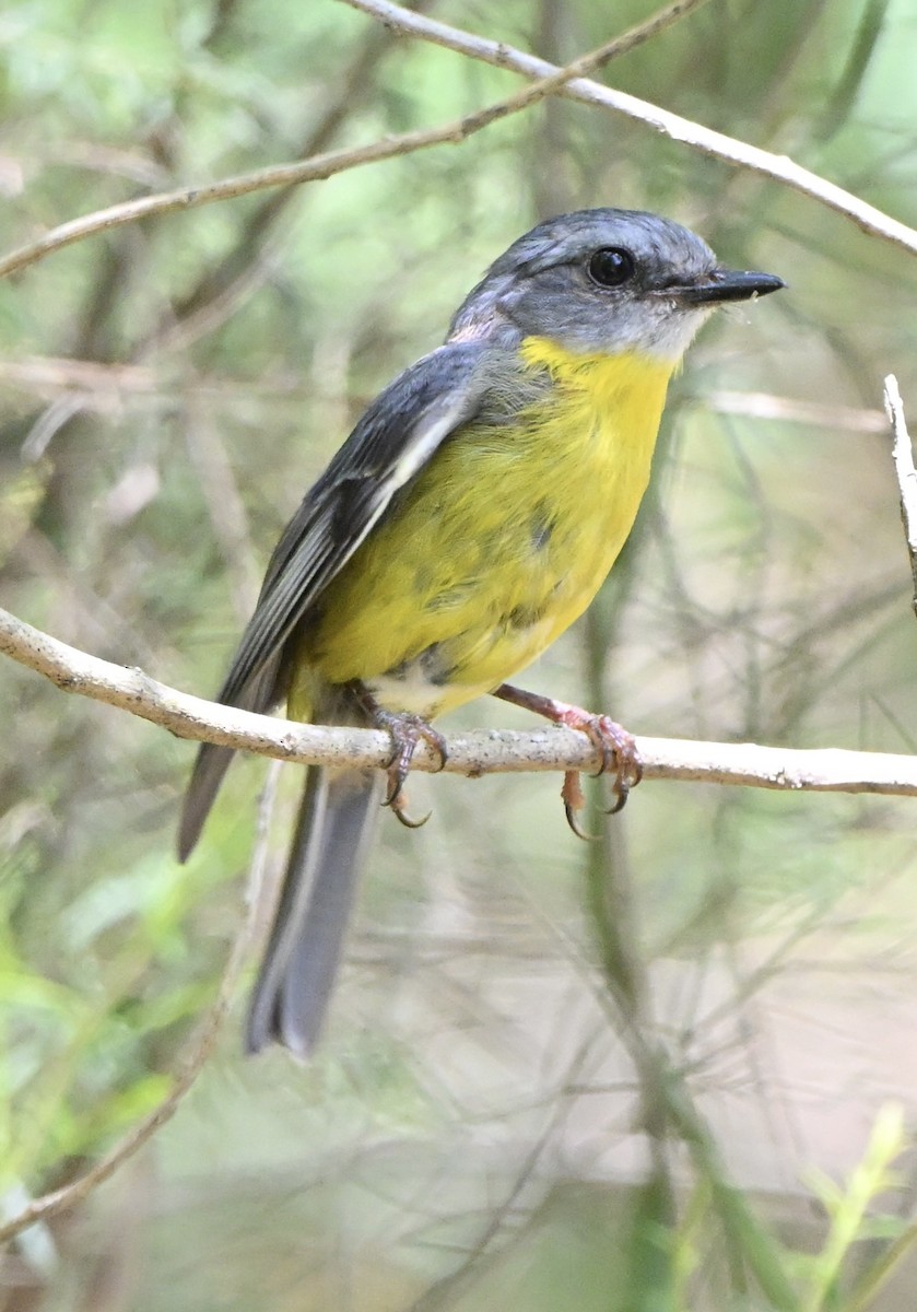 Eastern Yellow Robin - ML647063158