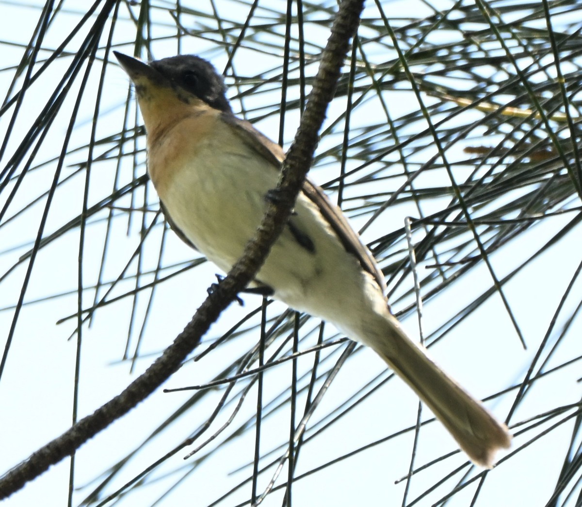 Leaden Flycatcher - ML647063163