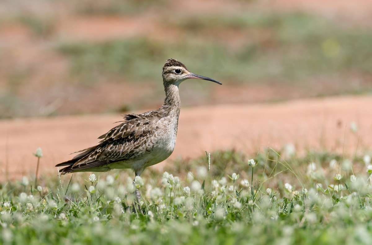 Little Curlew - ML647063177