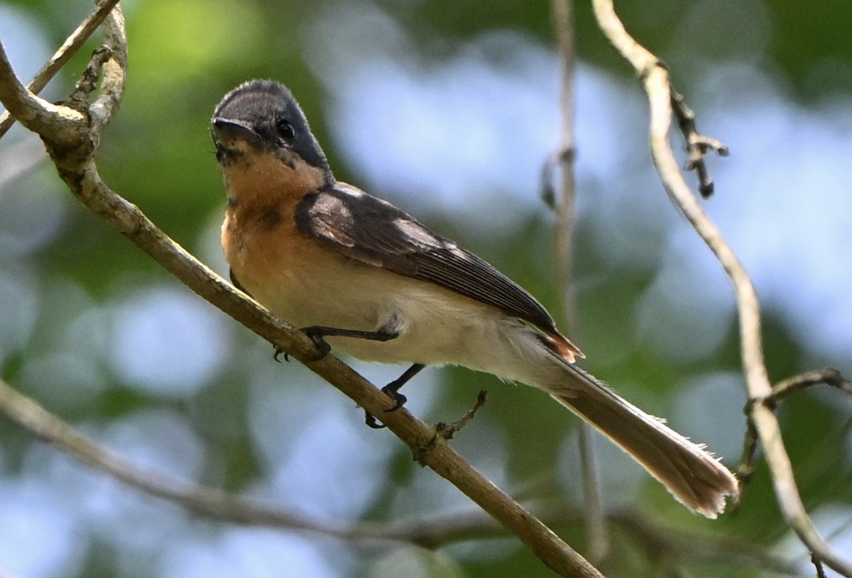 Leaden Flycatcher - ML647063180