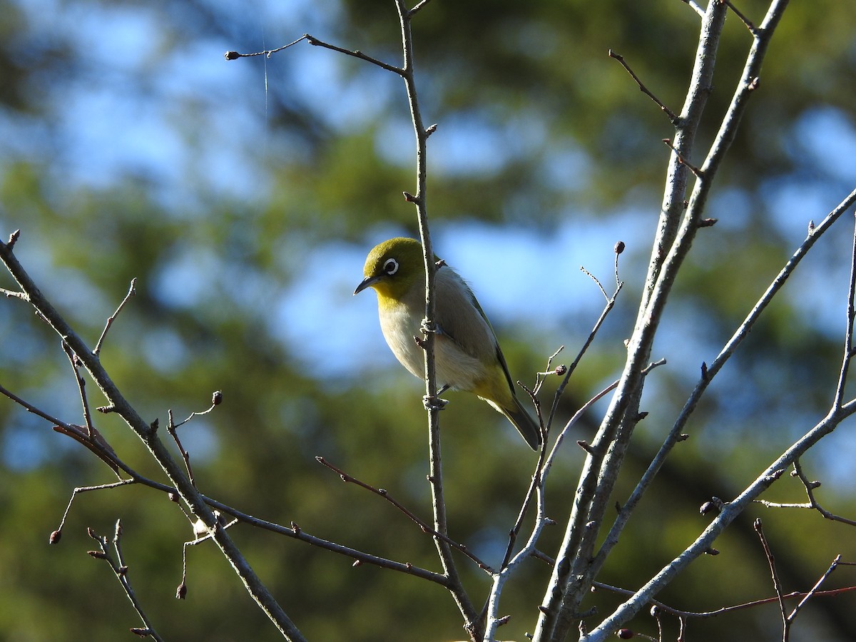Warbling White-eye - ML647063186