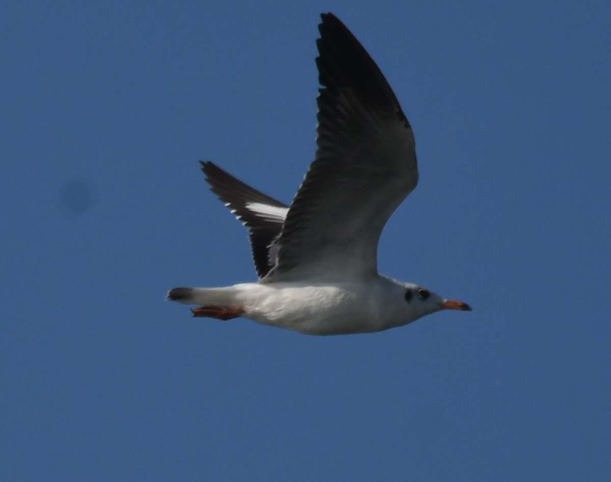 racek hnědohlavý - ML647063197