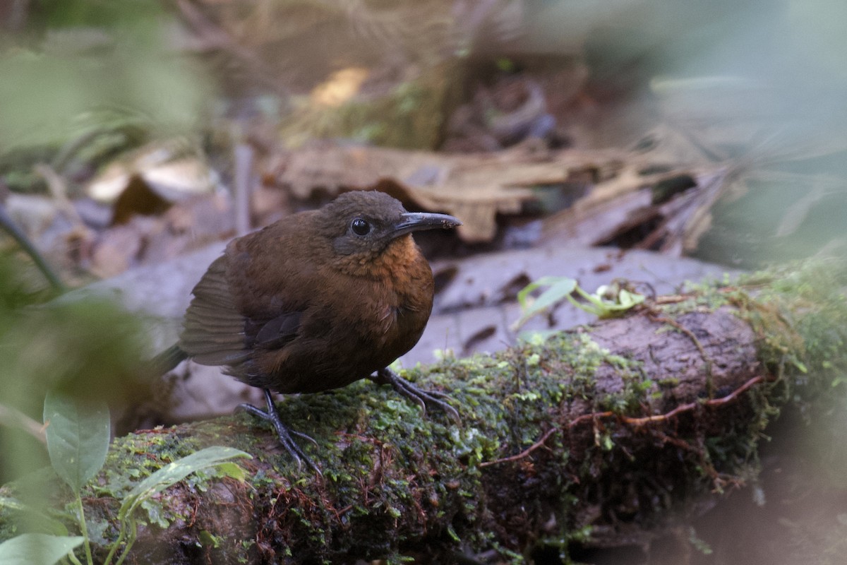 South American Leaftosser (Dusky) - ML647063203