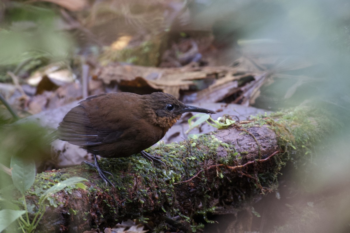 South American Leaftosser (Dusky) - ML647063204