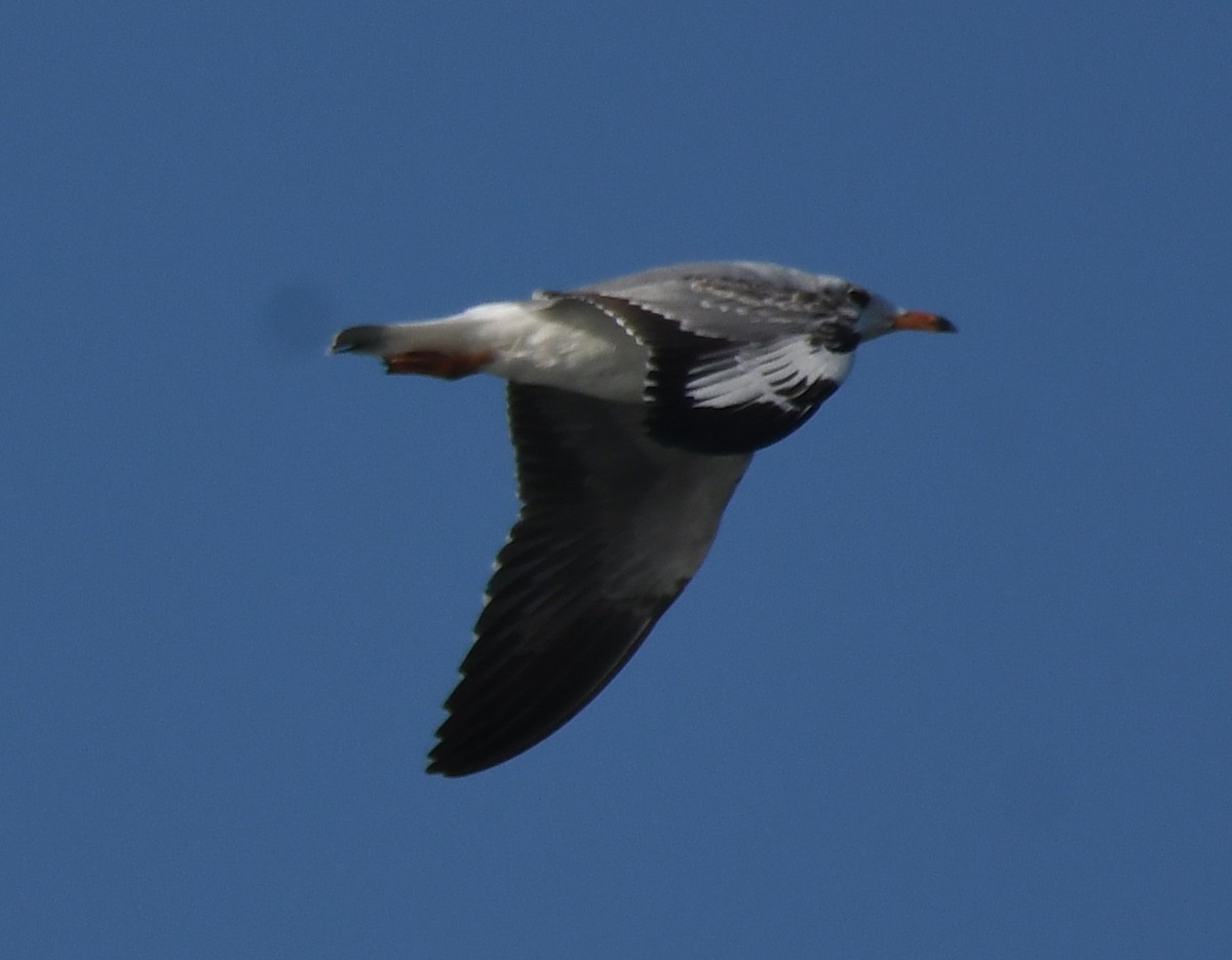 racek hnědohlavý - ML647063206