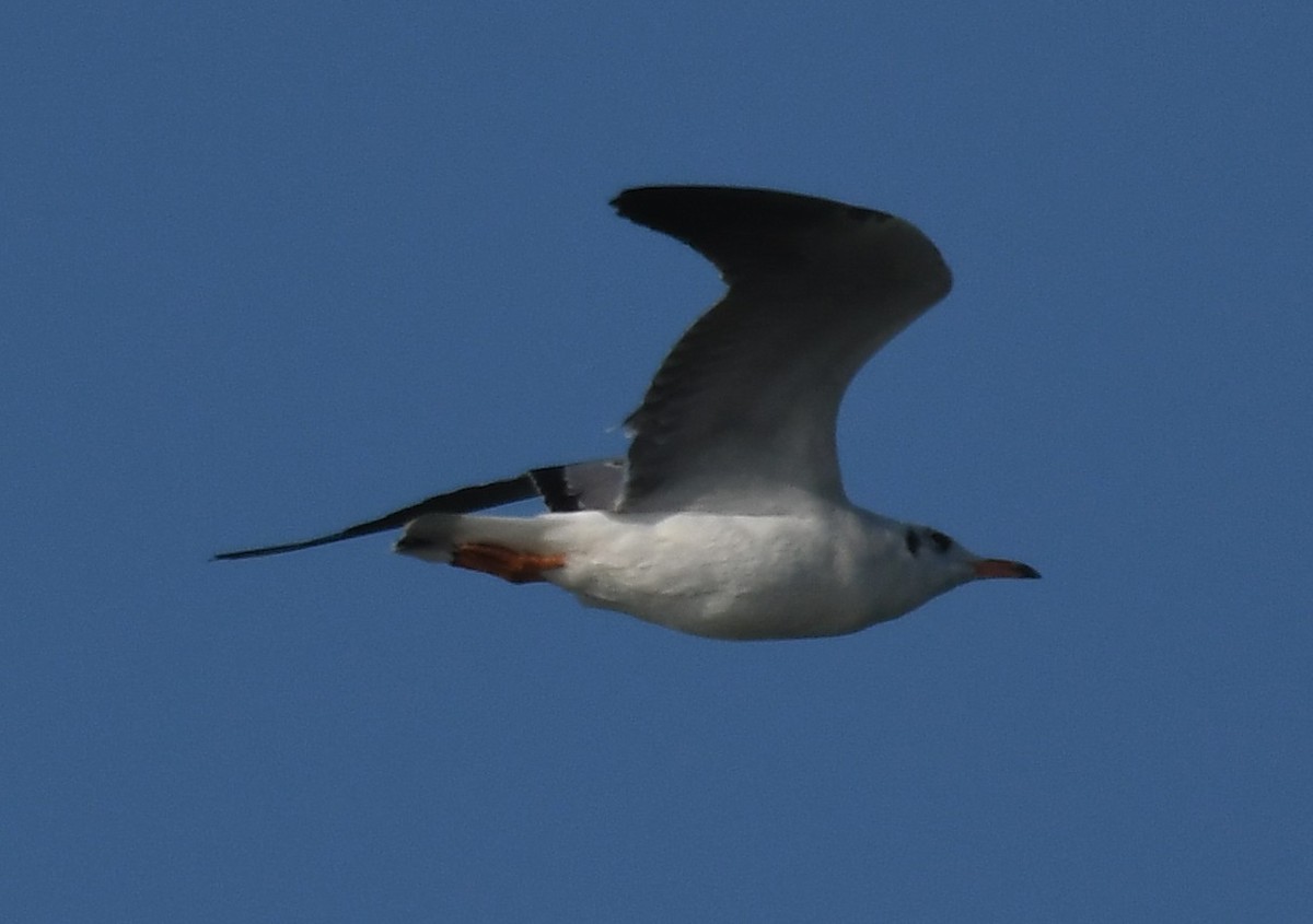 racek hnědohlavý - ML647063212