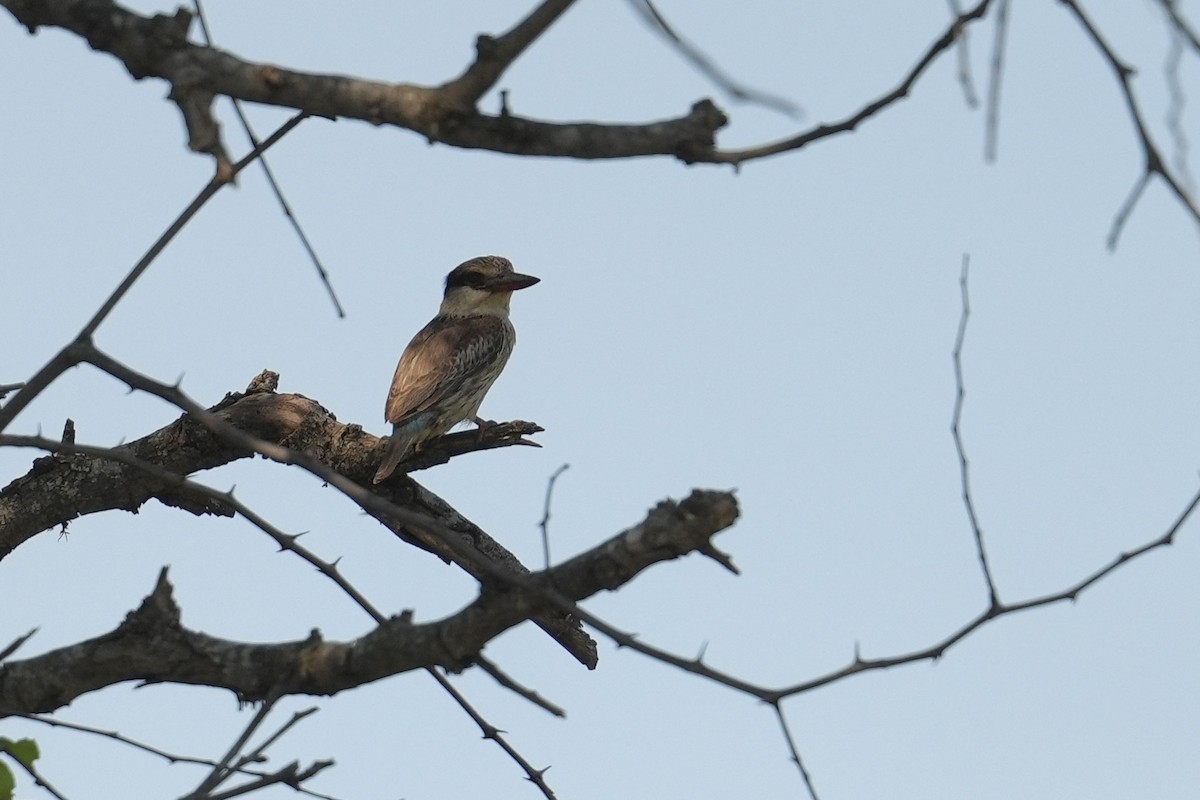 Streifenliest - ML647063213