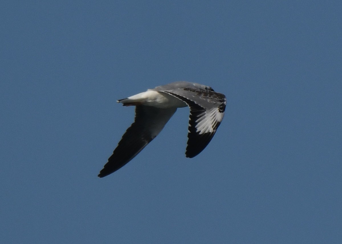 racek hnědohlavý - ML647063216