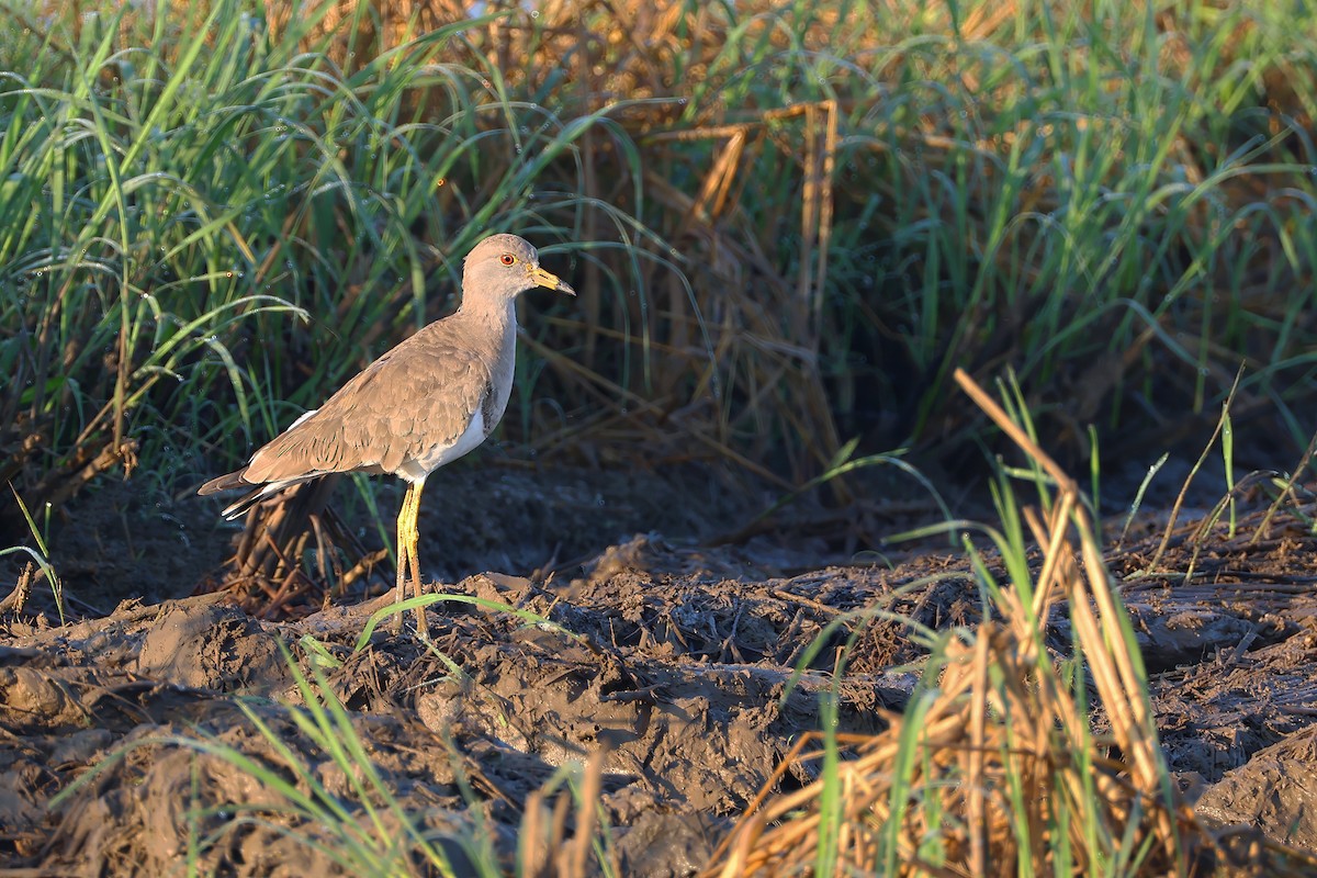 Gray-headed Lapwing - ML647063217