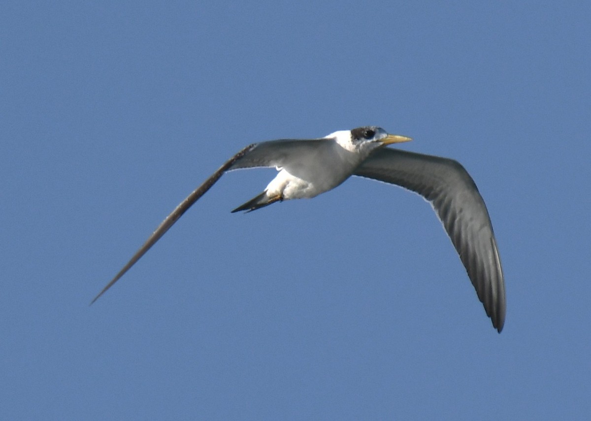 שחפית צהובת-מקור - ML647063256