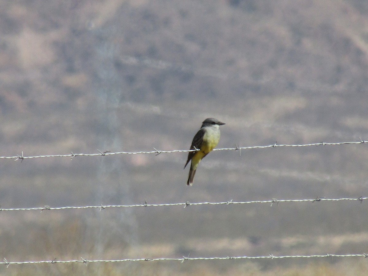 krattkongetyrann - ML647063261