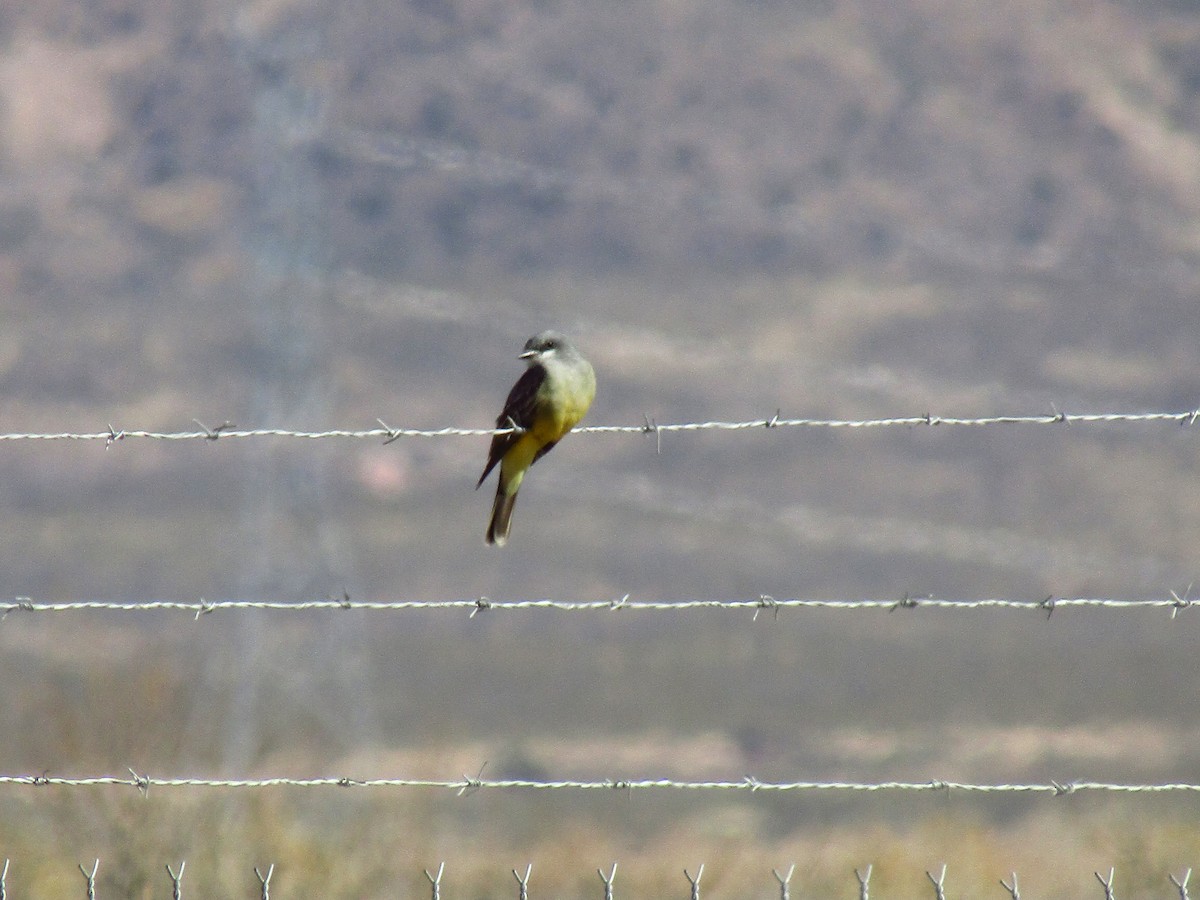 krattkongetyrann - ML647063262