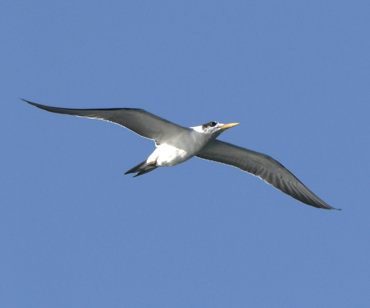 שחפית צהובת-מקור - ML647063263