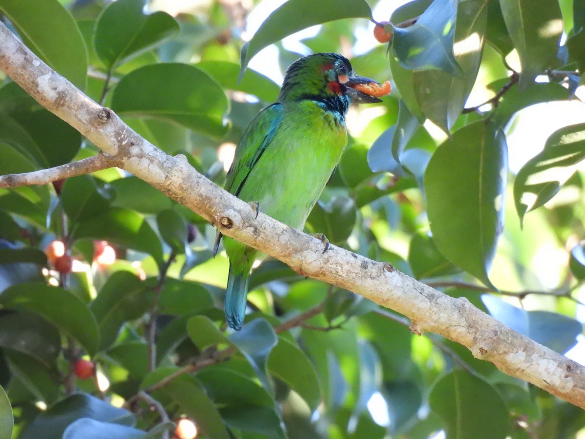 Blue-eared Barbet - ML647063264