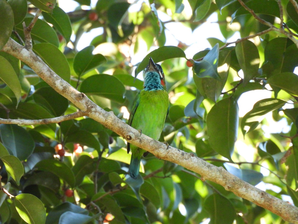 Blue-eared Barbet - ML647063265
