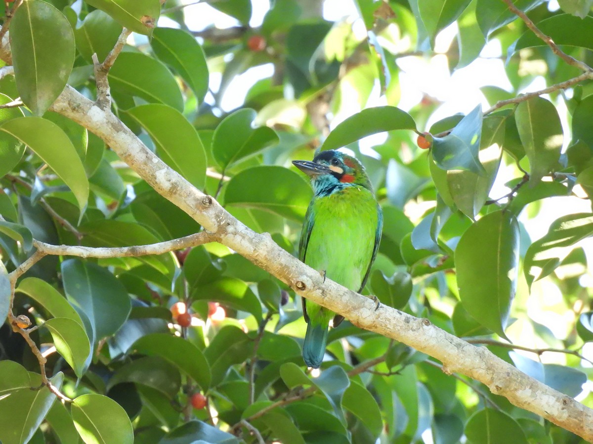 Blue-eared Barbet - ML647063266