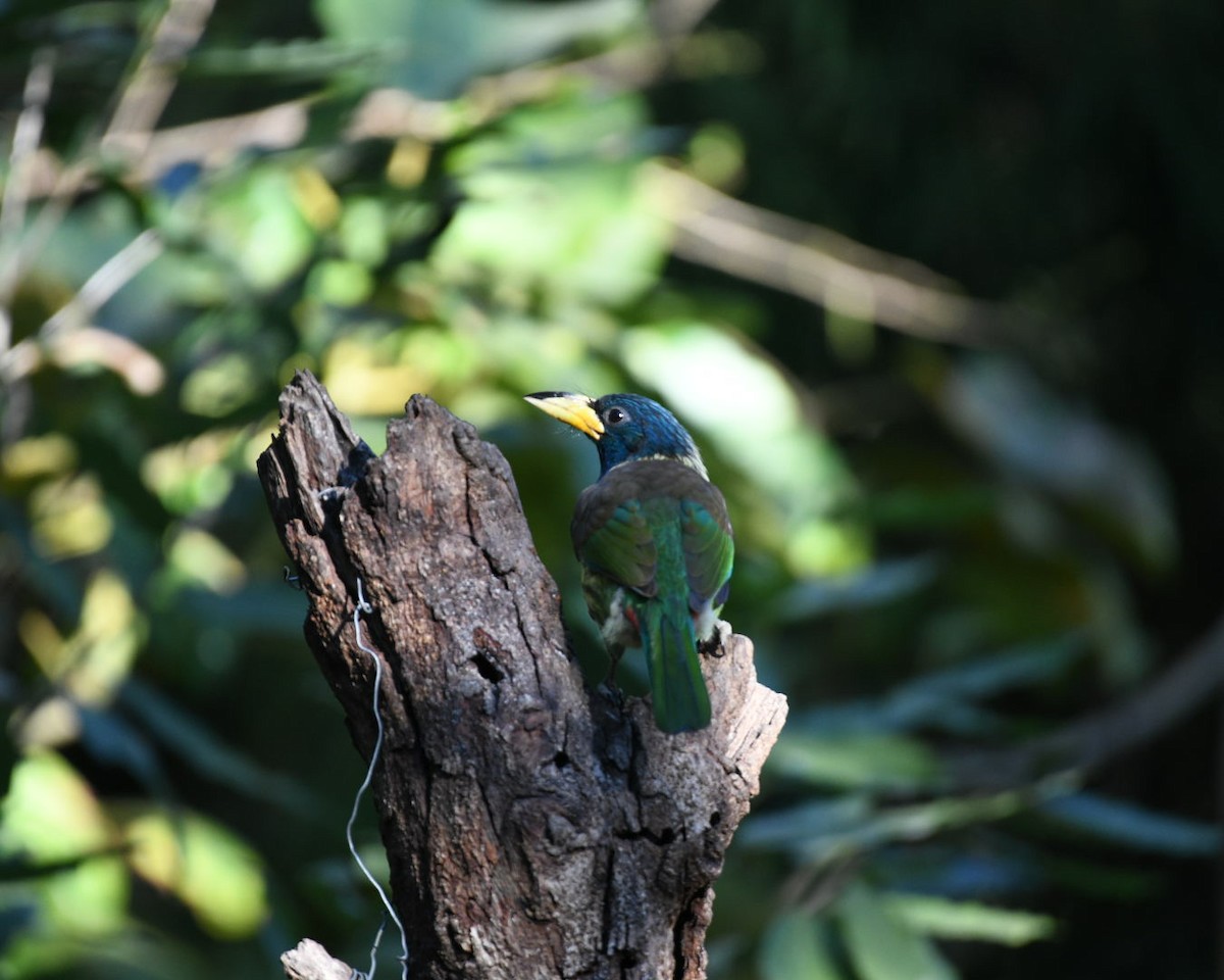 Great Barbet - ML647063269